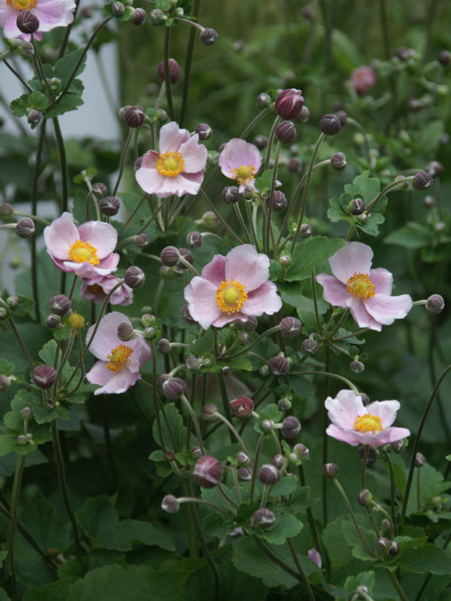 Anemone tomentosa 'Robustissima'